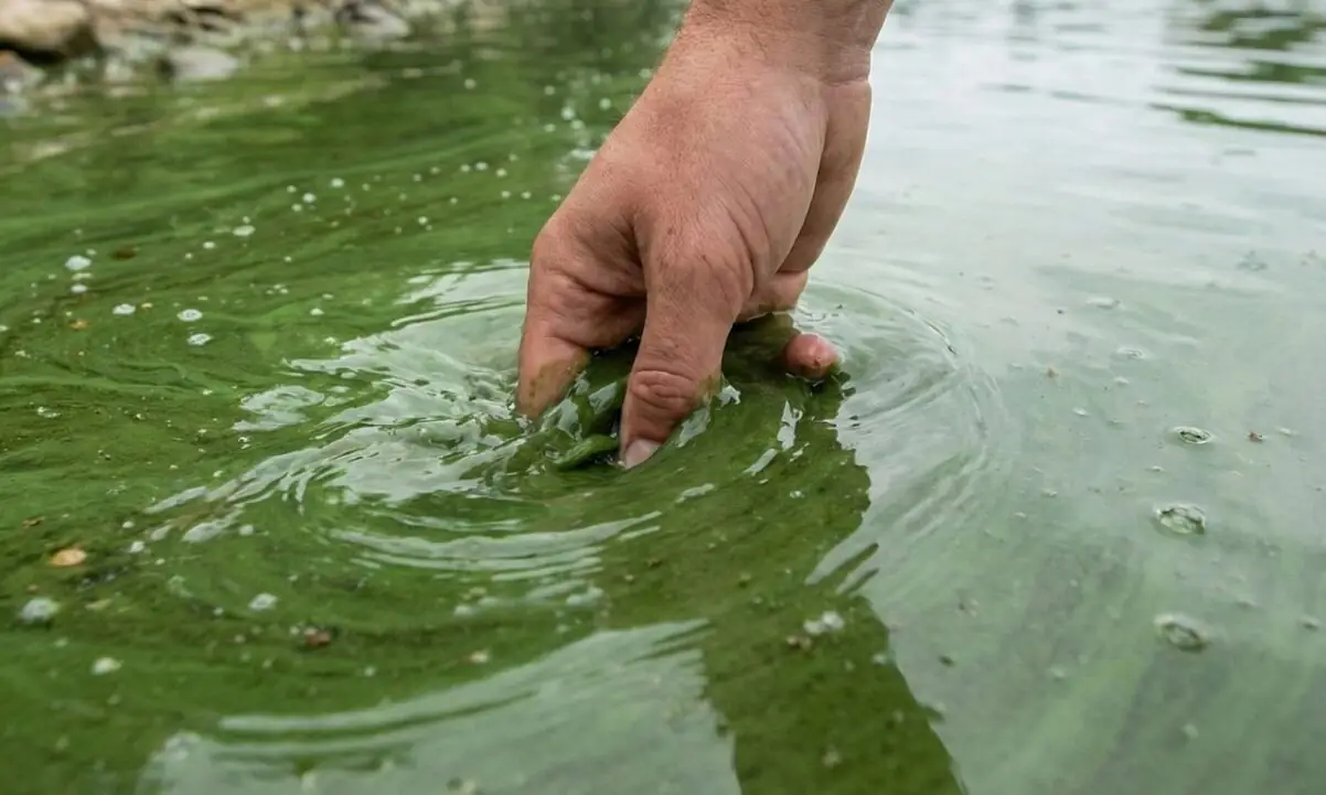 Alerta en la Provincia de Buenos Aires: cianobacterias obligan a evitar el agua potable y extremar cuidados sanitarios